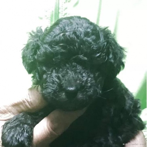 ���m���̃g�C�v�[�h���̎ʐ^