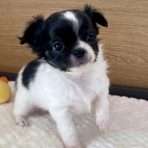 �Ȗ،��̃`�����̎ʐ^