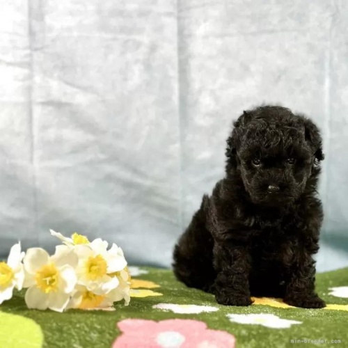 ���s�{�̃g�C�v�[�h���̎ʐ^