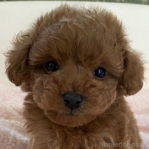 �������̃g�C�v�[�h���̎ʐ^