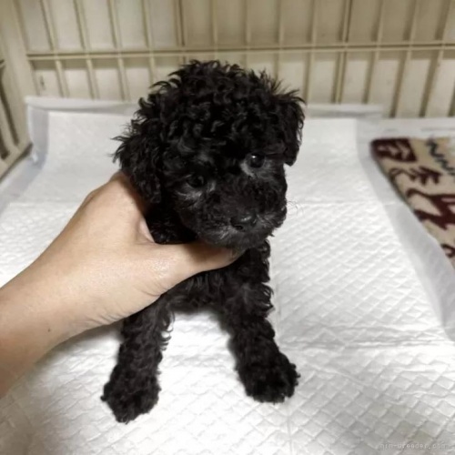 ���{�̃g�C�v�[�h���̎ʐ^