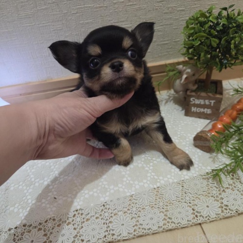 �L�����̃`�����̎ʐ^